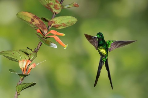 Empress Brilliant (Heliodoxa imperatrix) flying and feeding at a flower in the mountains of