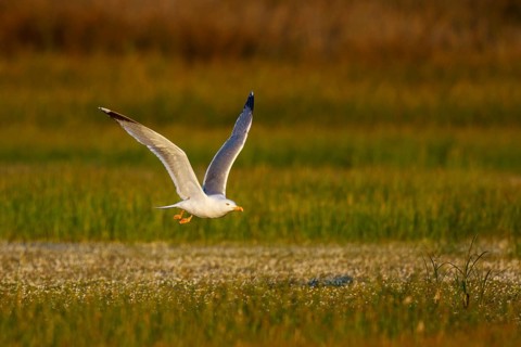 Yellow-legged Gull (Larus michahellis) flying, Greece