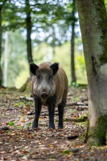 Wild boar (Sus scrofa), Vulkaneifel, Rhineland-Palatinate, Germany