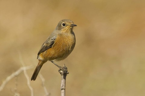 Moussier's Redstart (Phoenicurus moussieri) female, Morocco