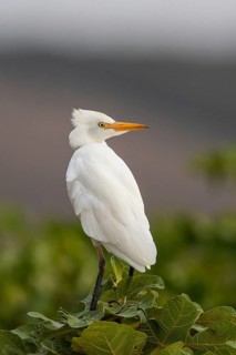 Western Cattle Egret (Bubulcus ibis), Sardinia, Italy