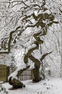 Snow-covered Süntel beech, copper beech (Fagus sylvatica), Tharandt Forest, Saxony, Germany