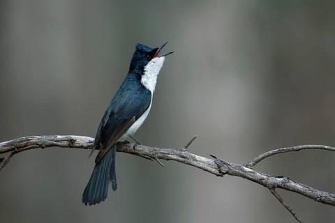 Restless Flycatcher (Myiagra inquieta) singing, Victoria, Australia
