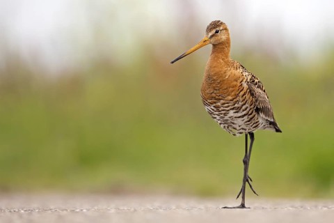 Black-tailed Godwit (Limosa limosa), Texel, Netherlands