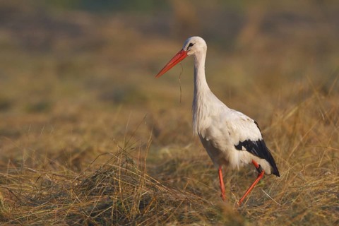 White Stork (Ciconia ciconia), North Rhine-Westphalia, Germany