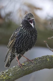 Common Starling (Sturnus vulgaris) singing, Saxony, Germany