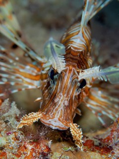 Common lionfish (Pterois volitans)