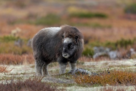 The musk ox calf (Ovibos moschatus) looks after its playmates, baby animals, autumn, autumn
