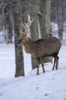 Sika deer (Cervus nippon), in the snow, Vulkaneifel, Rhineland-Palatinate, Germany
