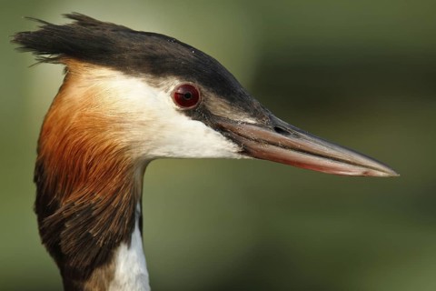 Great Crested Grebe (Podiceps cristatus), Mecklenburg-Western Pomerania, Germany