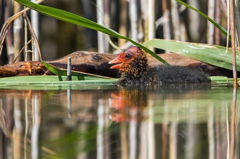 Eurasian Coot (Fulica atra) chick calling, Mecklenburg-Western Pomerania, Germany