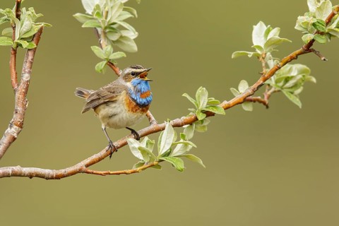 Bluethroat (Luscinia svecica) perched on a branch in Nome, Alaska