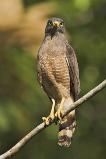Roadside Hawk (Rupornis magnirostris), Costa Rica