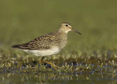 Pectoral Sandpiper (Calidris melanotos), Ohio, USA