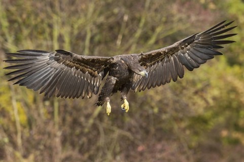 White-tailed Eagle (Haliaeetus albicilla) flying, Kutno, Poland