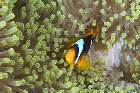 Red sea anemonefish (Amphiprion bicinctus)