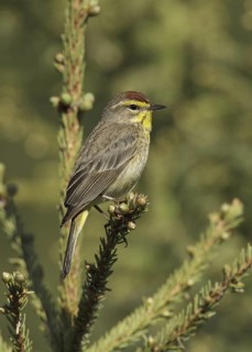 Palm Warbler (Setophaga palmarum palmarum), Minnesota, USA