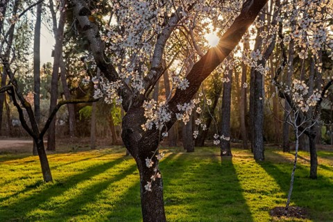 Sunlight filters through a almond blooming tree in the Quinta de los Molinos park. Delicate white