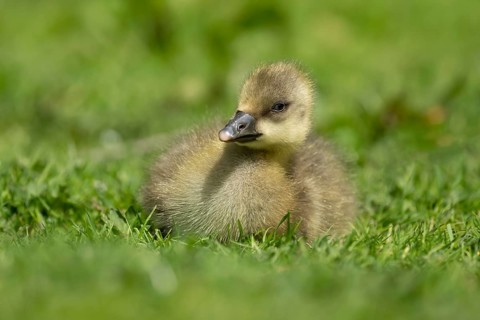 Greylag goose (Anser anser) juvenile baby gosling bird head sitting on grass in summer, England,