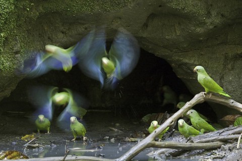Cobalt-winged Parakeet (Brotogeris cyanoptera), Ecuador