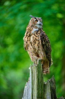 Eurasian eagle-owl (Bubo bubo), sitting alertly on tree trunk in forest, Bohemian Forest, Czech