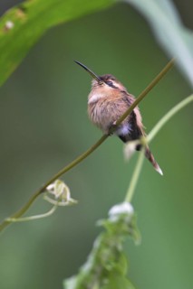 Stripe-throated Hermit (Phaethornis striigularis), Costa Rica