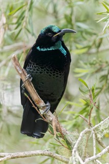 Paradise Riflebird (Ptiloris paradiseus) perched on a branch in eastern Australia