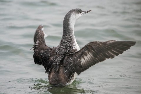Red-throated Loon (Gavia stellata), Schleswig-Holstein, Germany