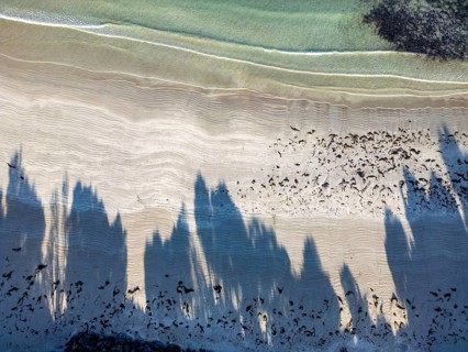 Aerial capture of a tranquil beach, showcasing rippled sand patterns and elongated shadows of