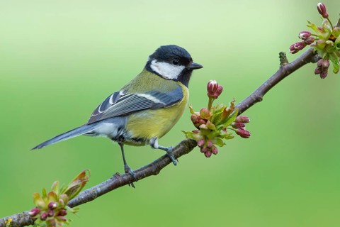 Great Tit (Parus major), Lower Saxony, Germany