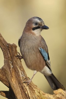 Eurasian Jay (Garrulus glandarius), Rhineland-Palatinate, Germany