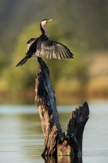 Little Pied Cormorant (Microcarbo melanoleucos) perched on a stump in water, drying its wings,