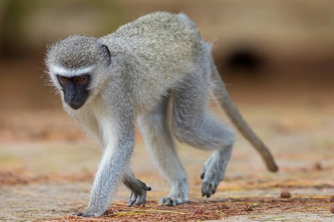 Vervet Monkey, (Chloroebus pygerythrus), vervet monkey, monkey, monkeys, primate, primates, family