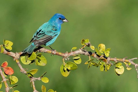 Indigo Bunting (Passerina cyanea) male perched on a branch, Texas, USA