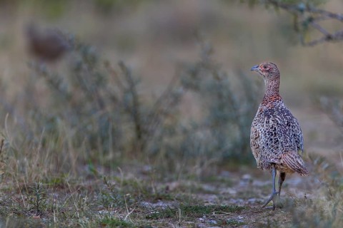 A young pheasant (Phasianus colchicus) a few days in front of independence, young bird, juvenile