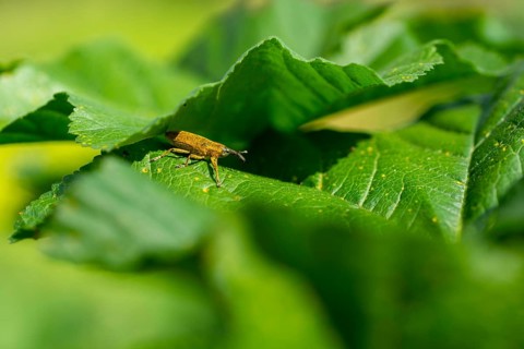 A detailed close-up of a weevil navigating the lush, bright green leaves of a plant, showcasing its