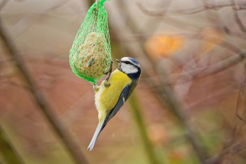 Blue tit (Cyanistes caeruleus) feeding on hanging suet ball in garden, natural background, autumn