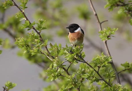 European Stonechat (Saxicola rubicola) male, Mecklenburg-Western Pomerania, Germany