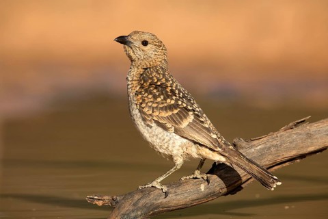 Spotted Bowerbird (Chlamydera maculata) perched on a branch, Queensland, Australia
