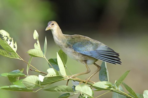 Purple Gallinule Porphyrio martinicus Quepos, Costa Rica 30 October Immature Rallidae