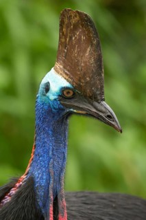 Southern Cassowary (Casuarius casuarius), Queensland, Australia
