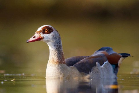 Egyptian Goose (Alopochen aegyptiaca), North Rhine-Westphalia, Germany