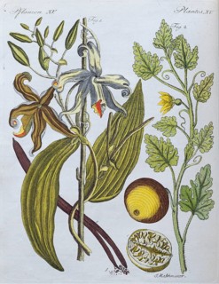 Vanilla (Vanilla planifolia) and coloquinte (Citrullus colocynthis), hand-coloured copperplate