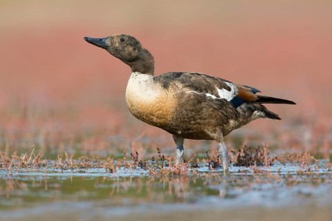 Australian Shelduck (Tadorna tadornoides) moulting male drinking at a waterhole, Victoria,