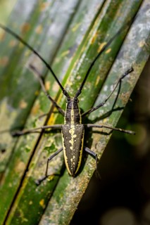 Flat-headed longhorned beetle (Taeniotes scalatus), sitting on a leaf, Corcovado National Park, Osa