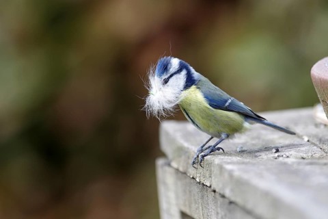 Blue tit (Cyanistes caeruleus), nest building, animal hair, breeding, A blue tit has hair in its