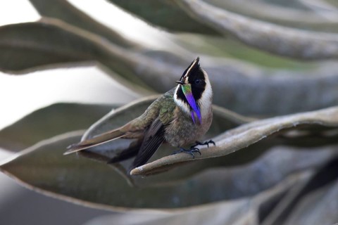 Buffy Helmetcrest (Oxypogon stuebelii) male perched on a leaf, Los Nevados National Park, Colombia