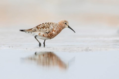 Curlew Sandpiper (Calidris ferruginea) foraging, Victoria, Australia