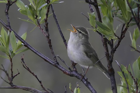 Arctic Warbler (Phylloscopus borealis) singing, Alaska, USA