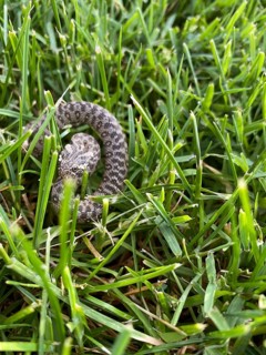 A Heterodon nasicus viper is seen camouflaged within lush, green grass. The detailed texture of its